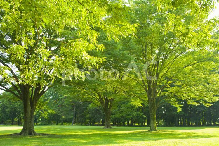 公園　木 公園,木,芝生の写真素材