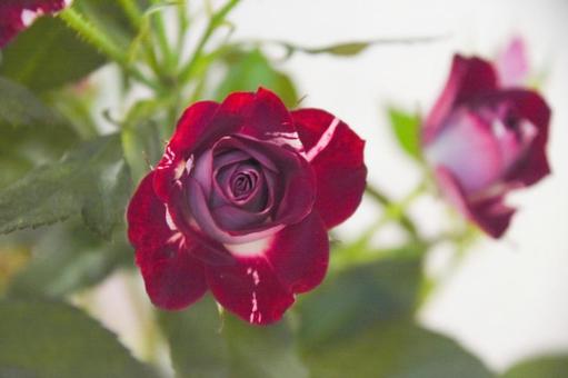 Photo, roses, spray rose, rose, 