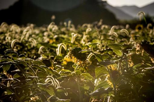 <風景>枯れ始めた秋のヒマワリ畑の景色 <風景>枯れ始めた秋のヒマワリ畑の景色 ひまわり,夏,秋の写真素材