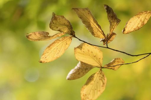 紅葉 秋,10月,黄色の写真素材