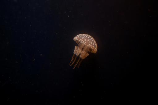 暗闇に浮かぶクラゲ 暗闇に浮かぶクラゲ クラゲ,水族館,海洋生物の写真素材