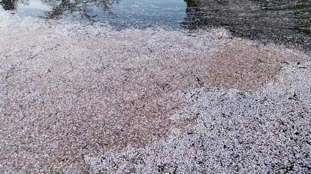 花筏 花筏の写真