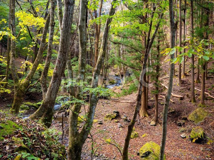 上野村　北沢の森 山道,山,道の写真素材