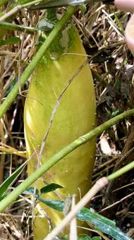 キュウリ　 胡瓜,ウリ科,キュウリ属の写真素材