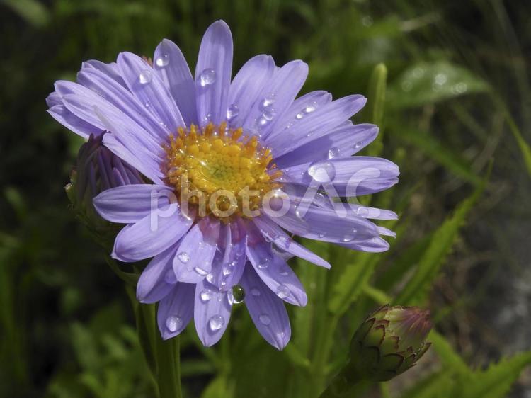 オオユウガギク　雨上がりのオオユウガキク オオユウガキク,夏,植物の写真素材
