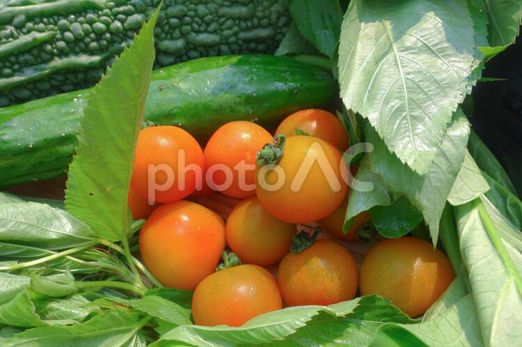 無農薬野菜　盛り合わせセット　ミニトマト 無農薬野菜,野菜,無農薬の写真素材