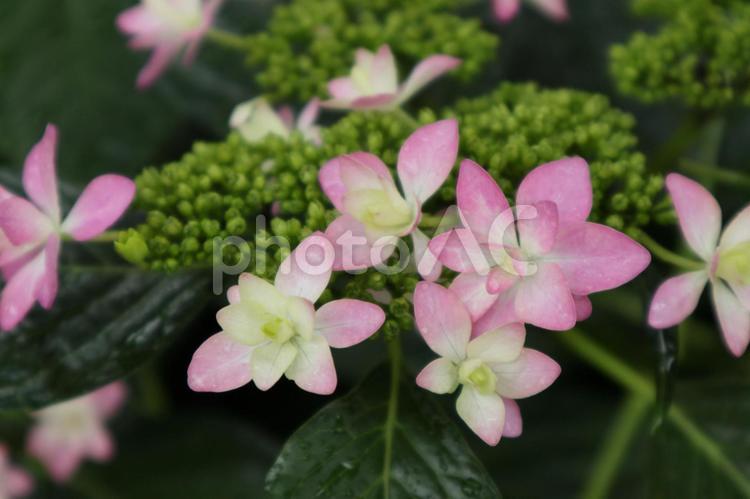 雨上がりに撮影　淡い色のアジサイ 紫陽花,初夏の花,6月の花の写真素材