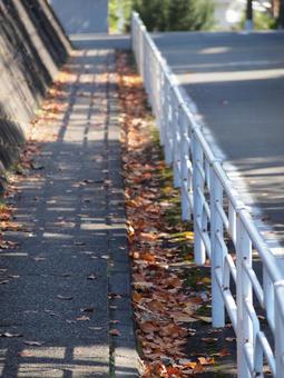 小雪前の土曜日の横浜市北部の紅葉した落葉 初冬,横浜市青葉区,寒冷の写真素材