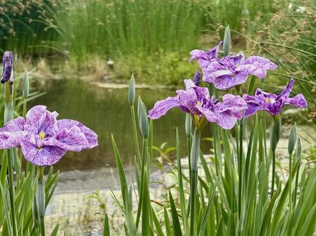 堀切菖蒲園 曇り空の下咲き誇る花菖蒲 堀切菖蒲園 曇り空の下咲き誇る花菖蒲 癒し,壁紙,花畑の写真素材