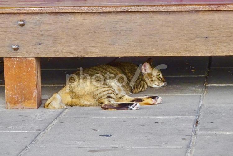 柵の下で眠る野良猫 猫,ネコ,ねこの写真素材