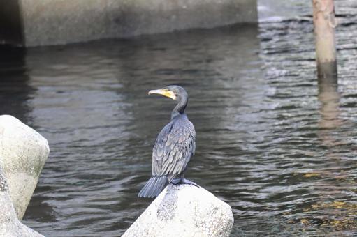 水辺の岩の上にカワウのとまっている風景の写真