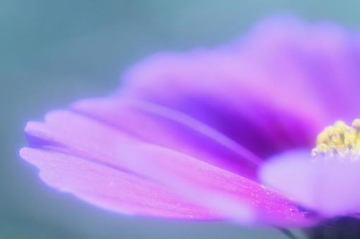 青いイメージのシュウメイギクの写真