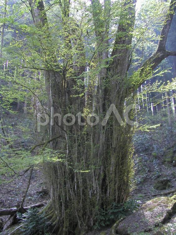 巨木 木,自然,木漏れ日の写真素材