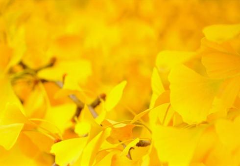 Autumn landscape Yellow ginkgo frame, JPG
