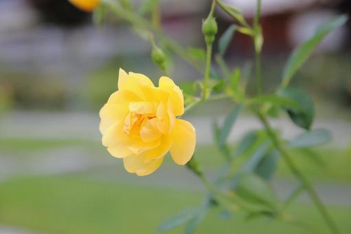 黄色いバラの花の写真