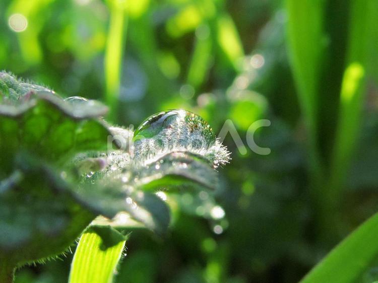 自然の水滴と朝の光Water drops 水滴,しずく,雨の写真素材