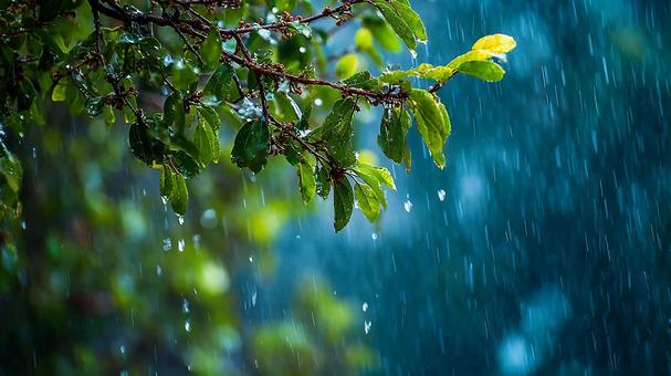 雨上がりの森の葉 雨上がりの森の葉の写真