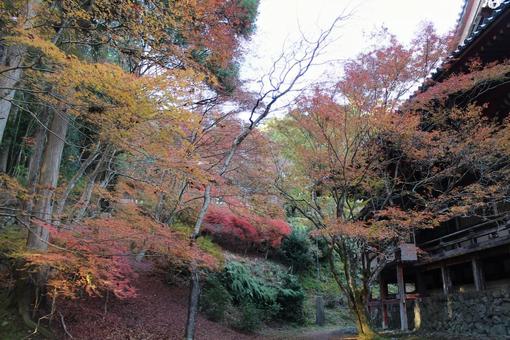 京都　神護寺　紅葉 京都,神護寺,紅葉の写真素材