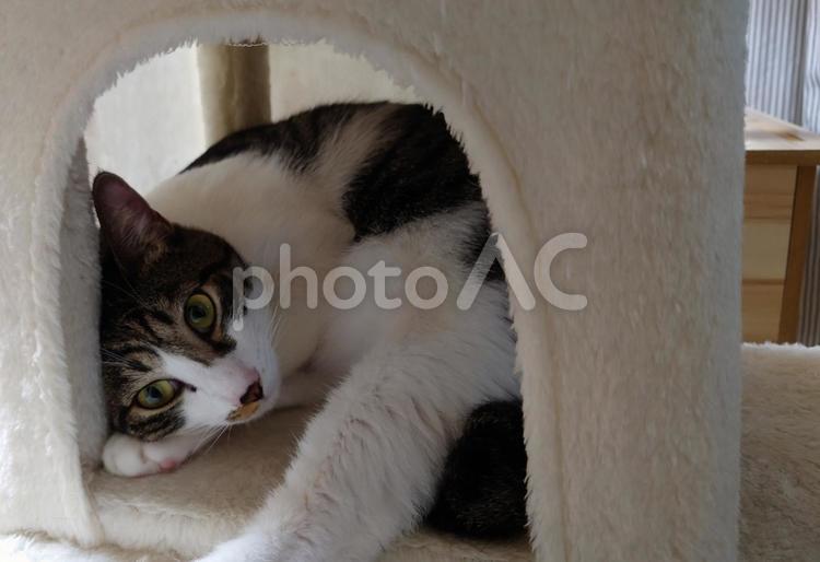 猫　ねこ　ネコ　癒やし　ペット 猫,ねこ,ネコの写真素材
