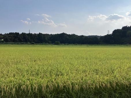 稲刈り前の田んぼ 稲刈り前の田んぼの写真