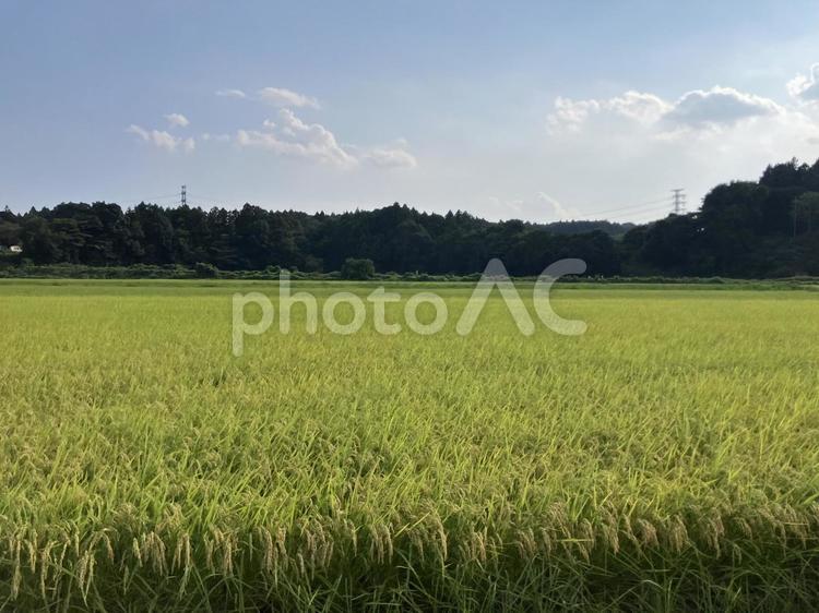 稲刈り前の田んぼ 稲,たんぼ,風景の写真素材