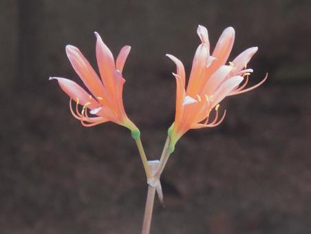 【花の写真】庭に咲くキツネノカミソリ 【花の写真】庭に咲くキツネノカミソリの写真