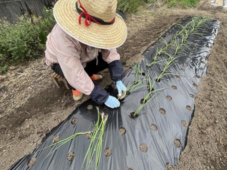 玉ねぎの苗植え 玉ねぎ,苗,植えるの写真素材