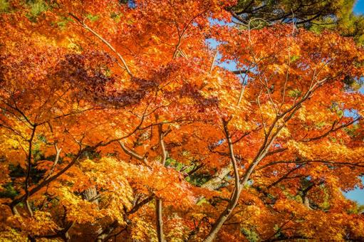 深まる秋の紅葉 紅葉,木,自然の写真素材
