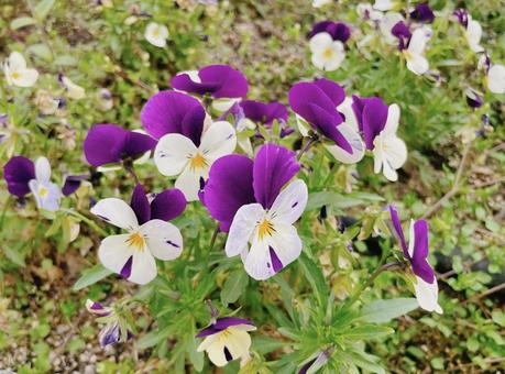 パンジー パンジーの写真