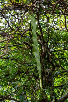 世界一大きな豆　モダマ 鹿児島県,奄美市,住用町の写真素材