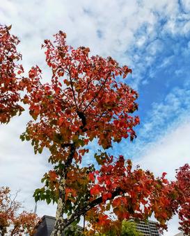 紅葉 福岡,百道浜,秋の写真素材