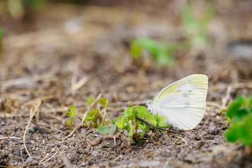 Cabbage White Butterfly(31), JPG Cabbage White Butterfly(31), JPG