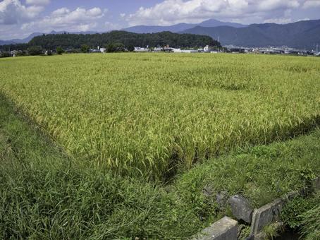 たわわに実る稲穂の田んぼ たわわに実る稲穂の田んぼ 稲刈り,米,稲穂の写真素材