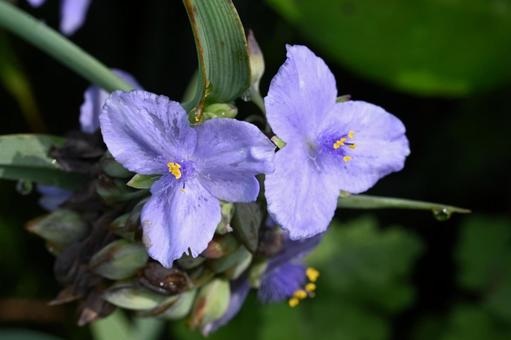 家の庭に咲いたムラサキツユクサの花 家の庭に咲いたムラサキツユクサの花 ムラサキツユクサ,紫,クローズアップの写真素材