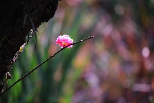 春の訪れと一輪咲いた梅の花の写真