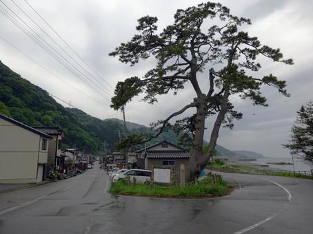海道の松 海道の松の写真