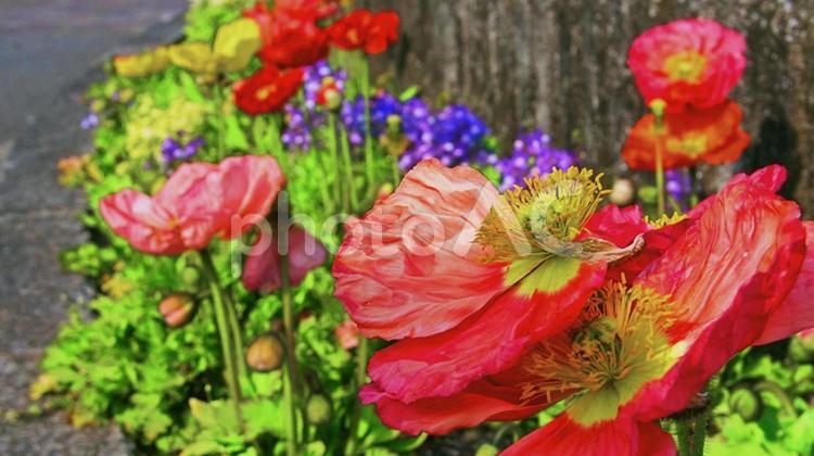 たくさんのポピー植物 ポピー,花壇,公園の写真素材