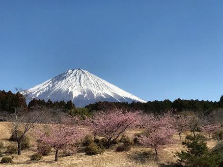 春爛漫の富士山と桜 春爛漫の富士山と桜の写真