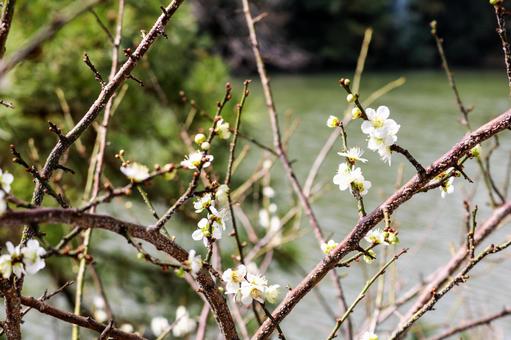 つぼみ つぼみの写真