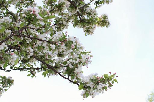 姫リンゴの花 姫リンゴの花の写真