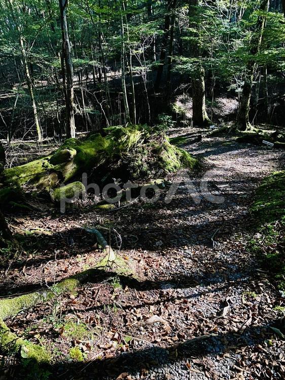 段戸裏谷原生林 段戸裏谷原生林,色,鮮やかの写真素材