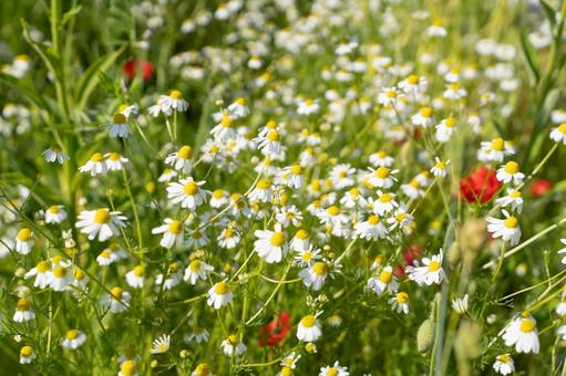 爽やかな白い花が広がる春の風景③ 花,春,自然の写真素材