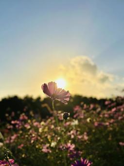 コスモスと夕日 コスモス,夕日,夕方の写真素材