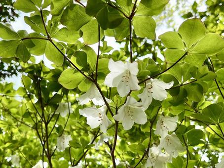 シロヤシオの花 アップ シロヤシオの花 アップ シロヤシオ,花,木の写真素材