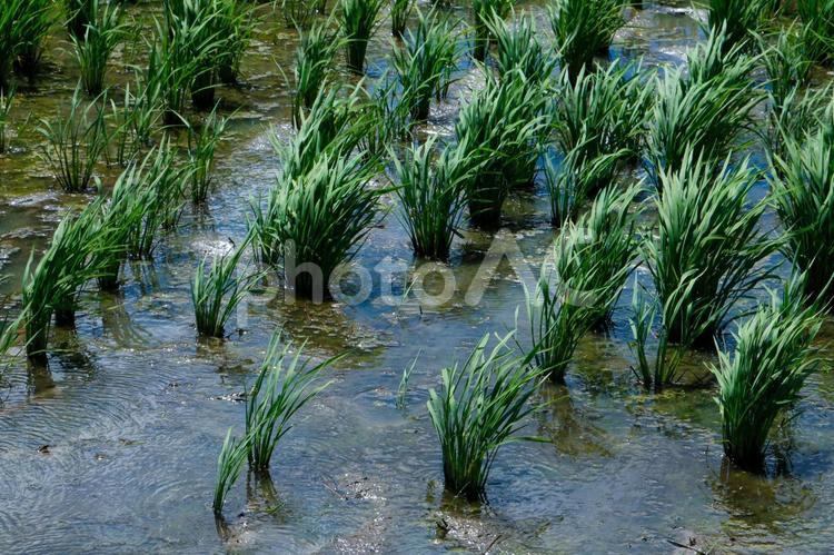 育ち始めた稲 稲,稲作,米の写真素材
