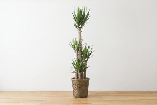 Yucca foliage plant Yucca foliage plant