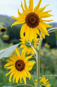 夏の花 夏の花 花,向日葵,ひまわりの写真素材