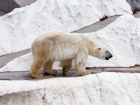 ホッキョクグマ ホッキョクグマ ホッキョクグマ,白熊,シロクマの写真素材