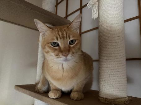 猫 猫の写真