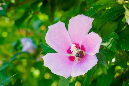 ムクゲ⑵ ムクゲ⑵ 花,ムクゲ,ハチスの写真素材